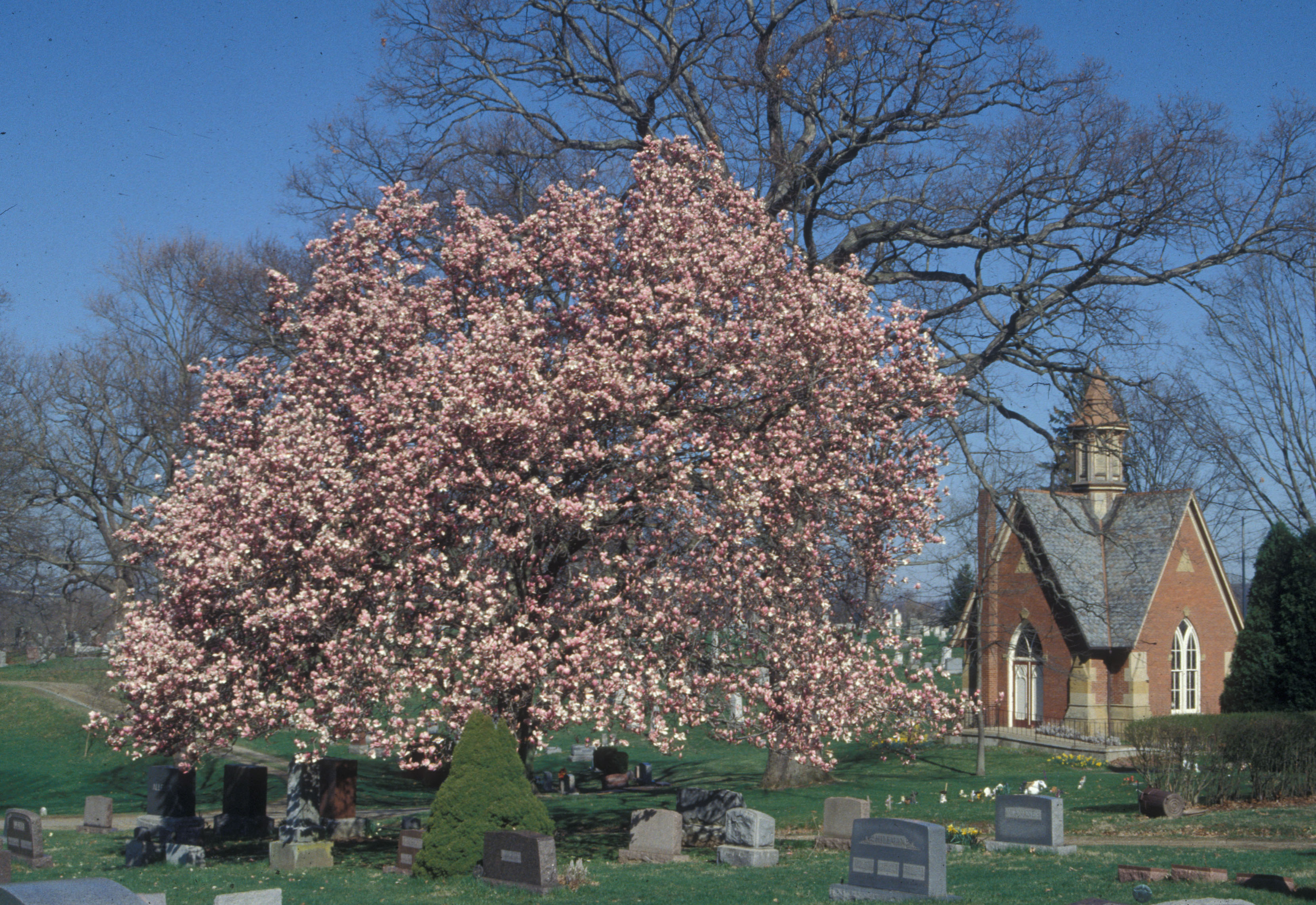 Saucer Magnolia